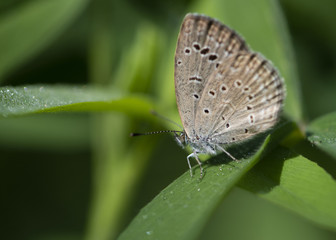 Naklejka na ściany i meble Dark grass blue Butterfly