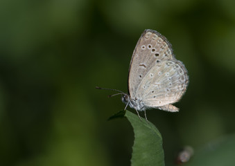 Fototapeta na wymiar Dark grass blue Butterfly