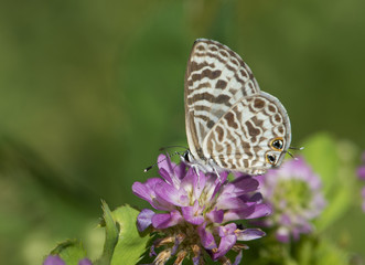 Zebra Blue butterfly (Leptotes plinius)