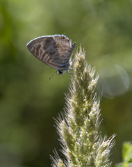 Zebra Blue butterfly (Leptotes plinius)
