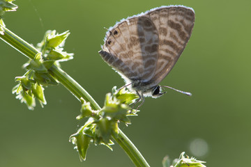 Zebra Blue butterfly (Leptotes plinius)