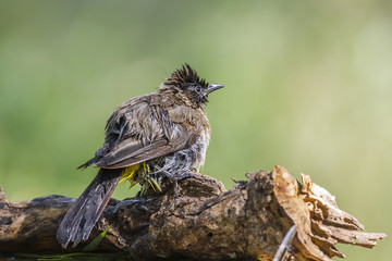 Dark capped Bulbul in Mapungubwe National park, South Africa