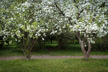 Fototapeta na wymiar Apple alley in bloom in spring
