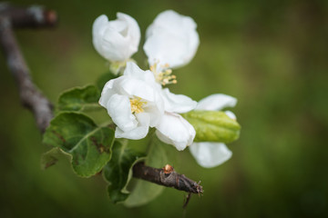 blooming Apple tree branch in spring close up