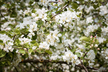 Apple blossom closeup many flowers