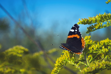 Butterfly on yellow flowers. Vanessa atalanta, the red admiral or previously, the red admirable