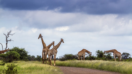 Giraffe in Kruger National park, South Africa © PACO COMO