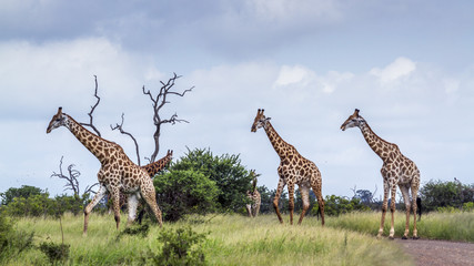 Giraffe in Kruger National park, South Africa © PACO COMO