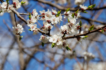 Blossom of apricot tree against blue sky
