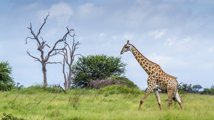 Giraffe in Kruger National park, South Africa © PACO COMO
