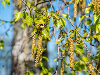 Obraz premium Kwiat brzozy, Betula pendula