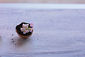 Mini pink flowers in eggshells on a wooden background/ Spring home rustic decoration