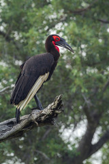 Southern Ground Hornbill in Mapungubwe National park, South Africa