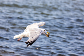 Fototapeta na wymiar Herring gull in flight