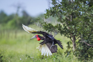 Southern Ground Hornbill in Kruger National park, South Africa