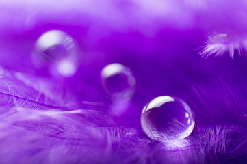 Obraz na płótnie Canvas A abstract image of purple color fluffy feathers with one macro water dew drop, beautiful natural background.