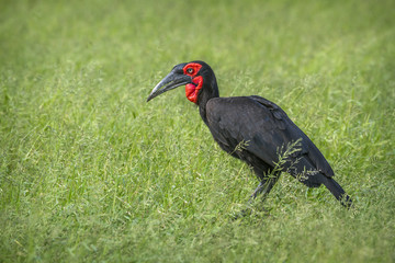Obraz premium Southern Ground Hornbill in Kruger National park, South Africa