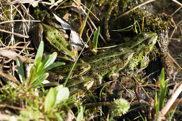 Group of five green frogs warming up in the sun seen from above