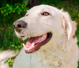 white happy kuvasz dog 
