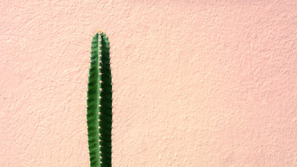green cactus plant front the pink cement wall