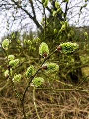 Pussy willow branches with catkins