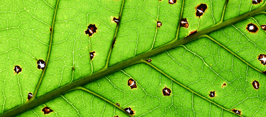 damage of green mango leaves texture - close up
