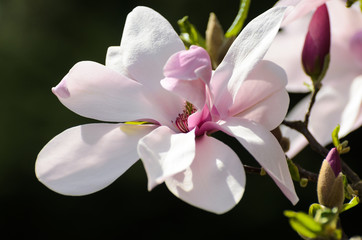 Isolated pink magnolia flowers in the spring morning. Beauty of nature. © Rajtar photography