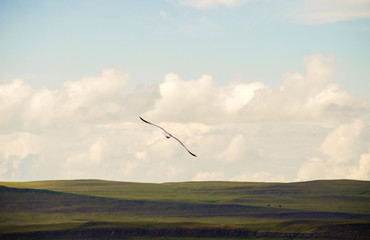 birds flying, seagulls