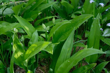 Obraz premium Bärlauch mit Blüten Knospen, Allium ursinum