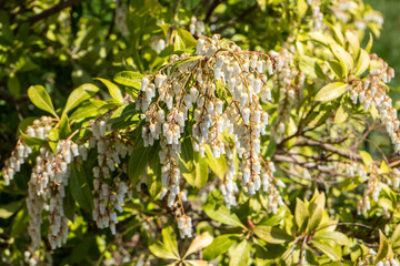 Schattenglöckchen,Pieris japonica 