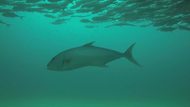Greater amberjack (Seriola dumerili). Cabo Pulmo National Park, The world's aquarium. Baja California Sur,Mexico.