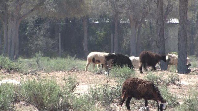 Close up of Flock of Sheep in Ras Al Khaimah, UAE.