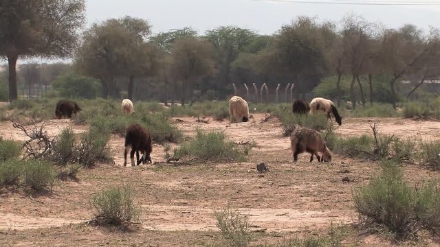 Flock of Sheep in Ras Al Khaimah, UAE.