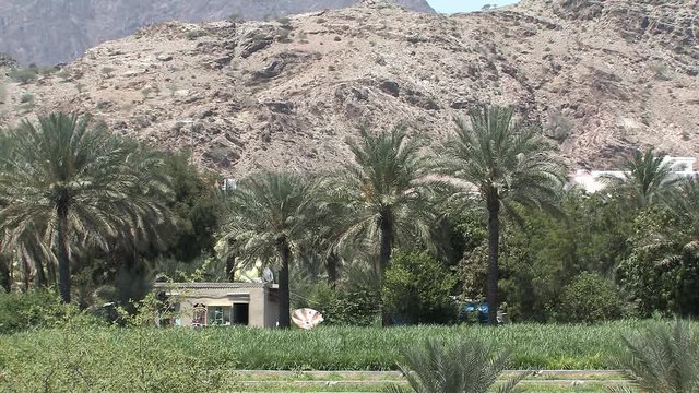 Oasis in Ras Al Khaimah, UAE.