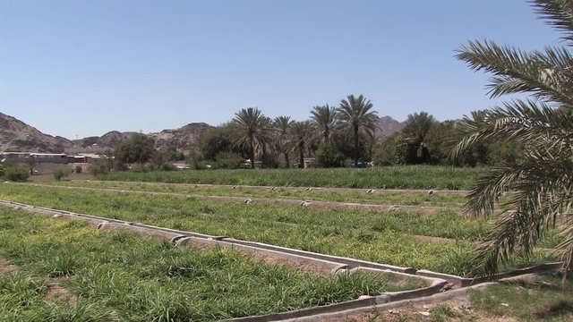Oasis in Ras Al Khaimah, UAE.