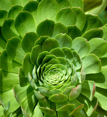 Echeveria