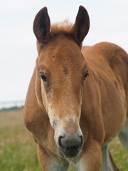 Foal Headshot