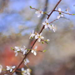 white cherry flowers on spring time