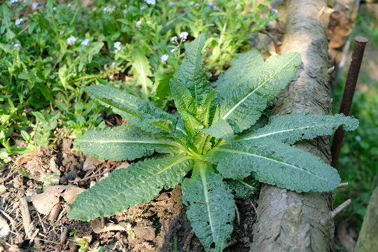 Wilde Karde Blattrosette, Dipsacus fullonum L.
