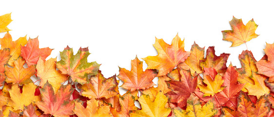 Autumn maple leaves isolated on white background