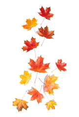 Autumn maple leaves isolated on white background