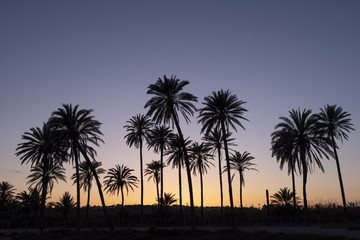 Obraz na płótnie Canvas Sunset with palm tree grove silhouetted, blue sky with golden sun,Cala ferris, Torrevieja,Costa Blanca, Spain