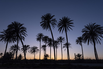 Sunset with palm tree grove silhouetted, blue sky with golden sun,Cala ferris, Torrevieja,Costa Blanca, Spain