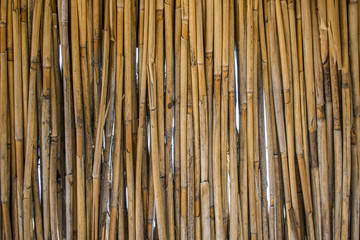 background of reeds