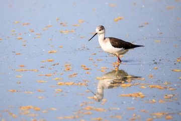 Cavaliere d'Italia (Himantopus himantopus)