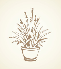 Grass in pot. Vector drawing