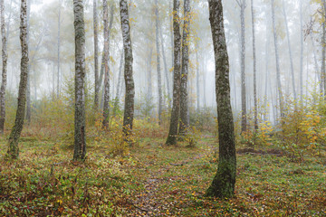 Misty morning in the woods in the fall. Morning, autumn. Birch grove near the city. 