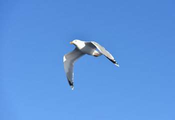 European herring gull (Larus argentatus) in flight