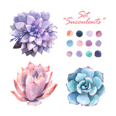 Set "succulents" in watercolor style. Separate elements.