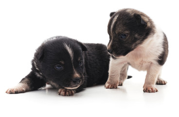 Obraz premium Two cute puppies.